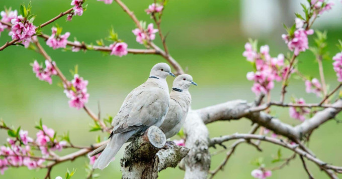 AfricaTopLove gratuit jusqu'au 31 mai 2023